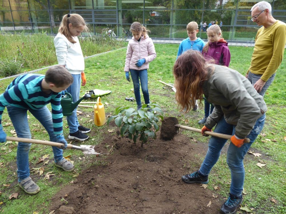 KI generiert: Das Bild zeigt eine Gruppe von Kindern, die gemeinsam einen Baum pflanzen. Sie sind auf einer Grünfläche aktiv und verwenden Schaufeln und Gießkannen.
