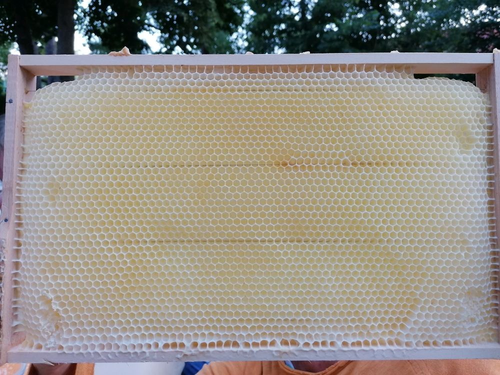 KI generiert: Das Bild zeigt einen vollen Bienenwabenrahmen mit einer gleichmäßig aufgebauten Wabenstruktur aus Bienenwachs. Der Rahmen wird von einer Person gehalten und ist im Vordergrund deutlich zu erkennen.